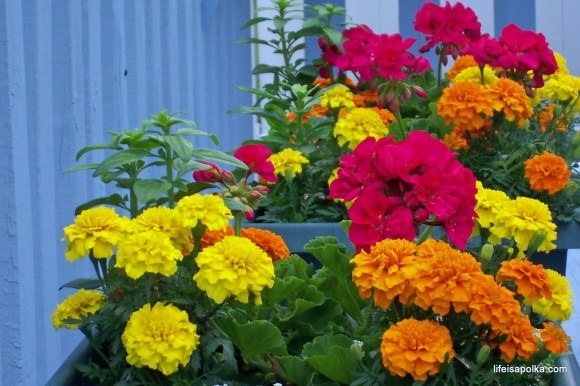 MArigolds for natural fly control