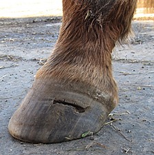 What causes hoof abscess in horses
